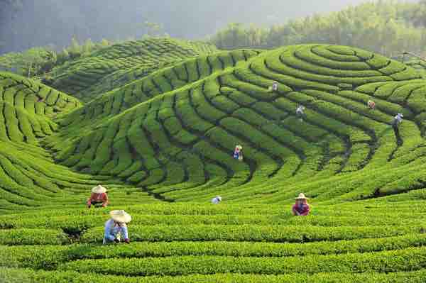 One Tea One Farm